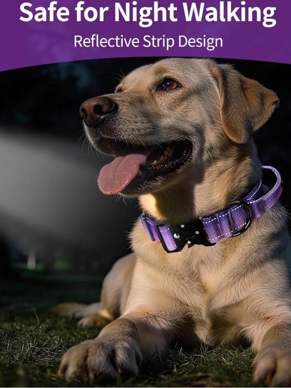 Reflective Purple Dog Collar for Night Walking